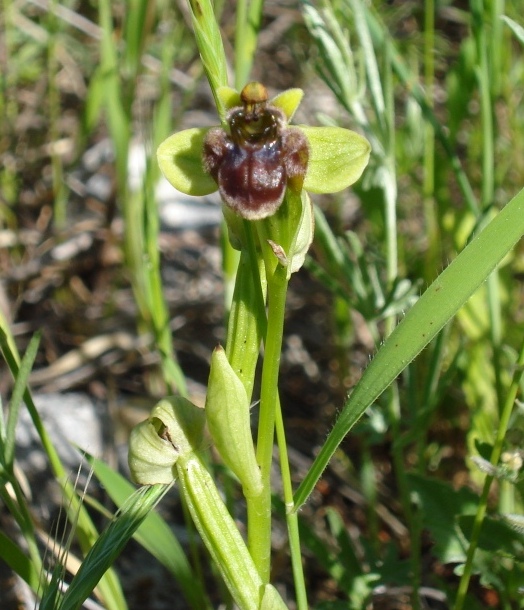 Orchidee dalla Puglia